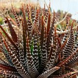 Haworthia fasciata BB45 (RSA)